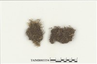 藏品(叢苔科)的圖片